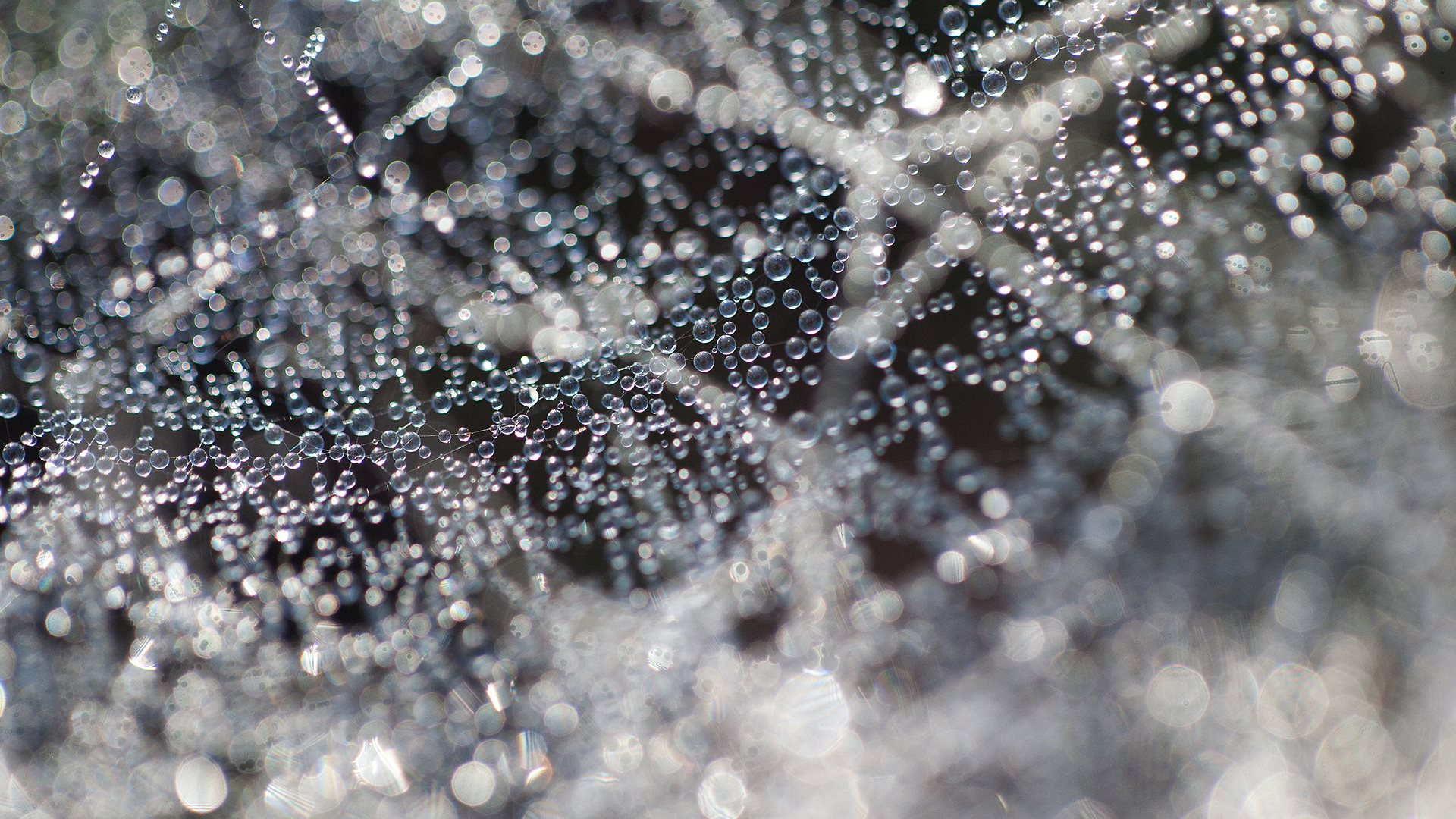 Backlight Spiders Web