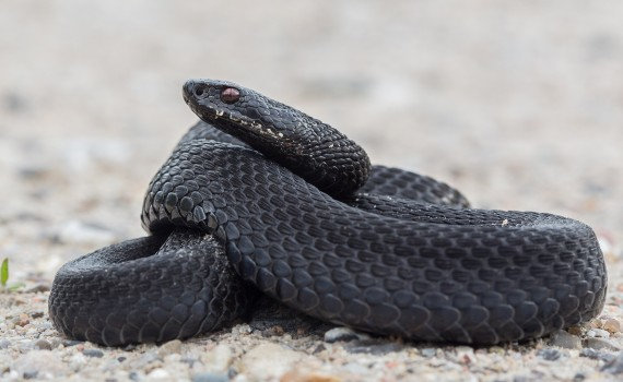 Common European Viper