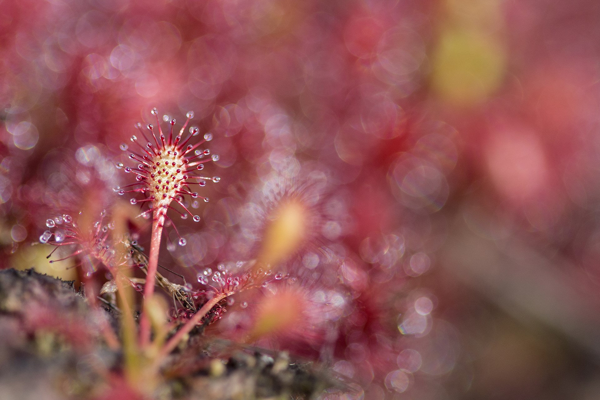 Sundews