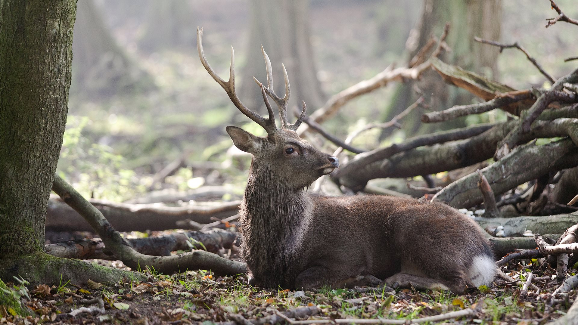 Sika Deer