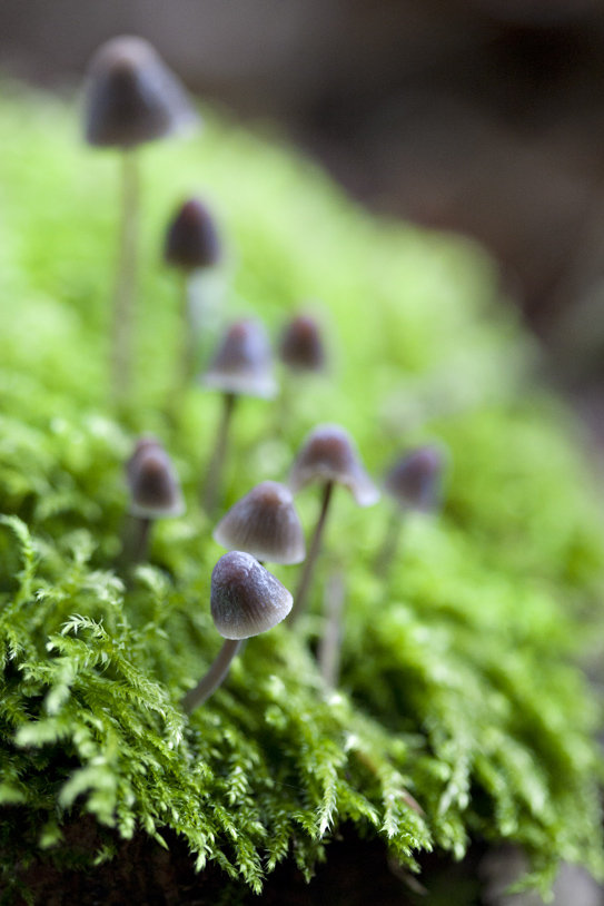 Mushrooms