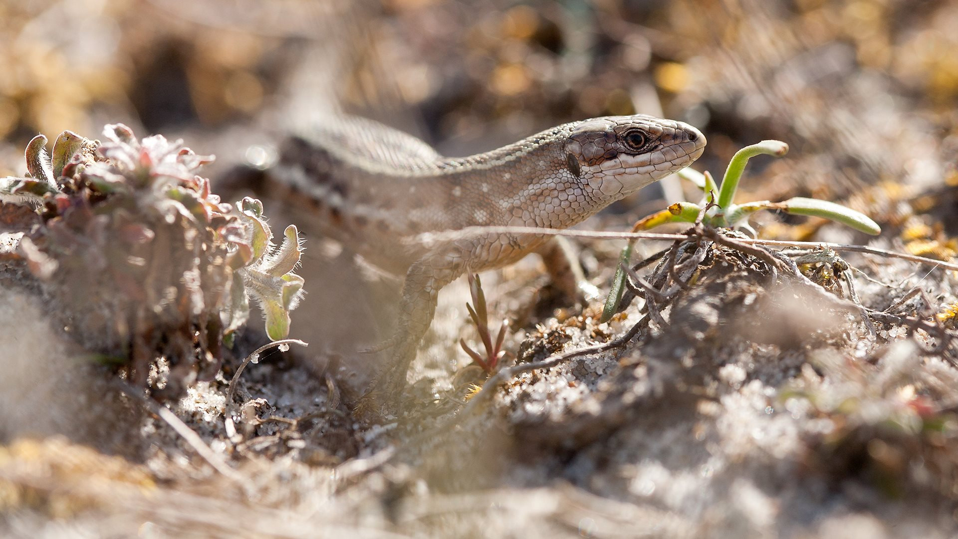 Sand Lizard