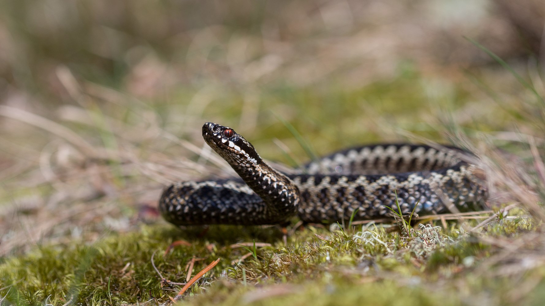 Common European Viper