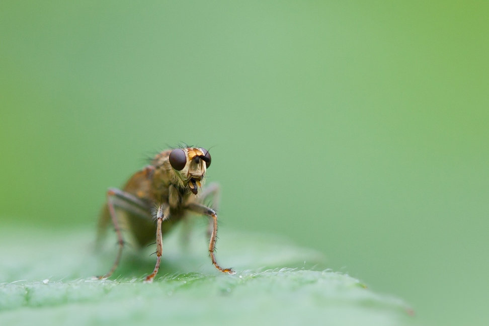 Fly