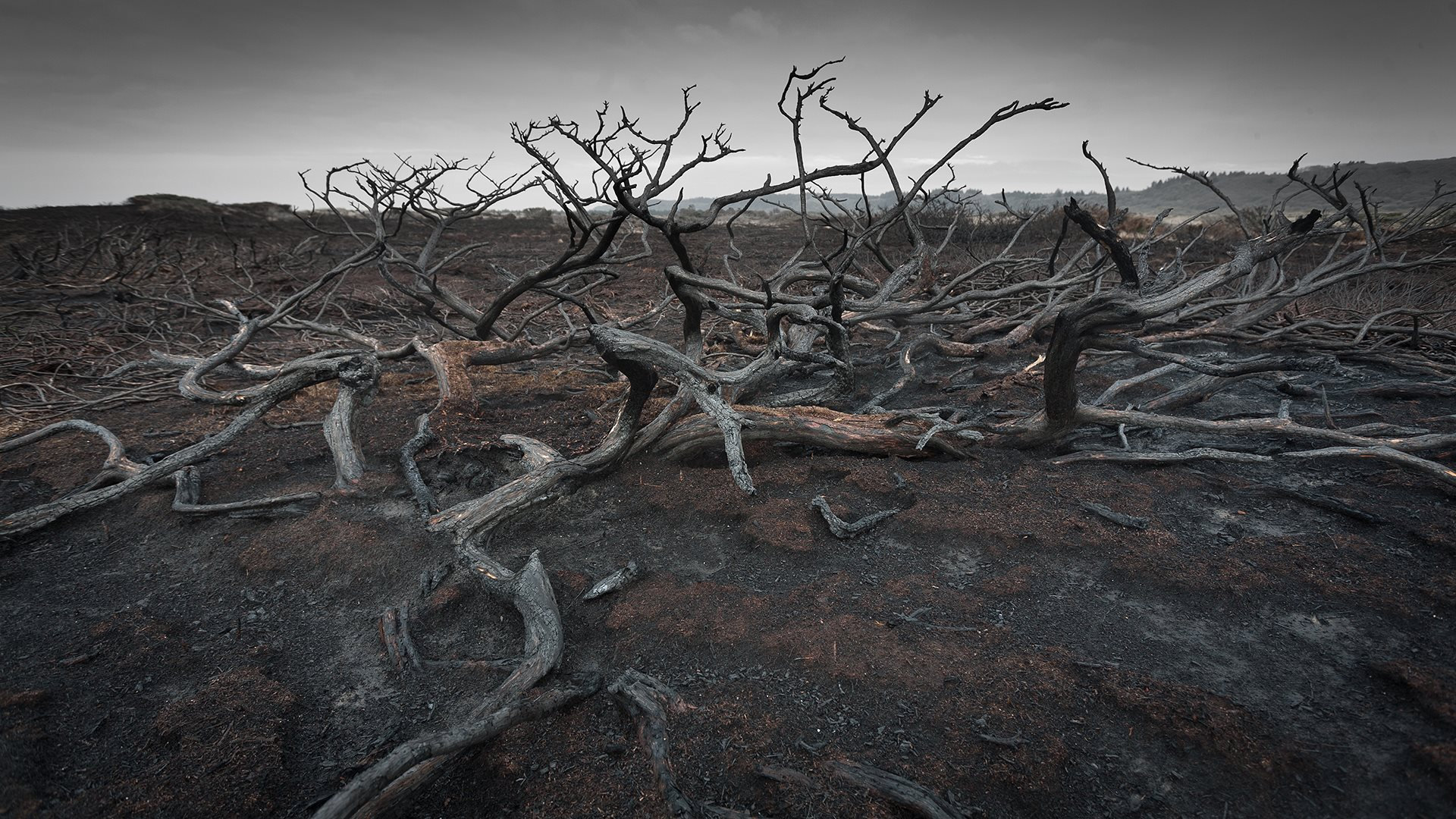Burned Moorland