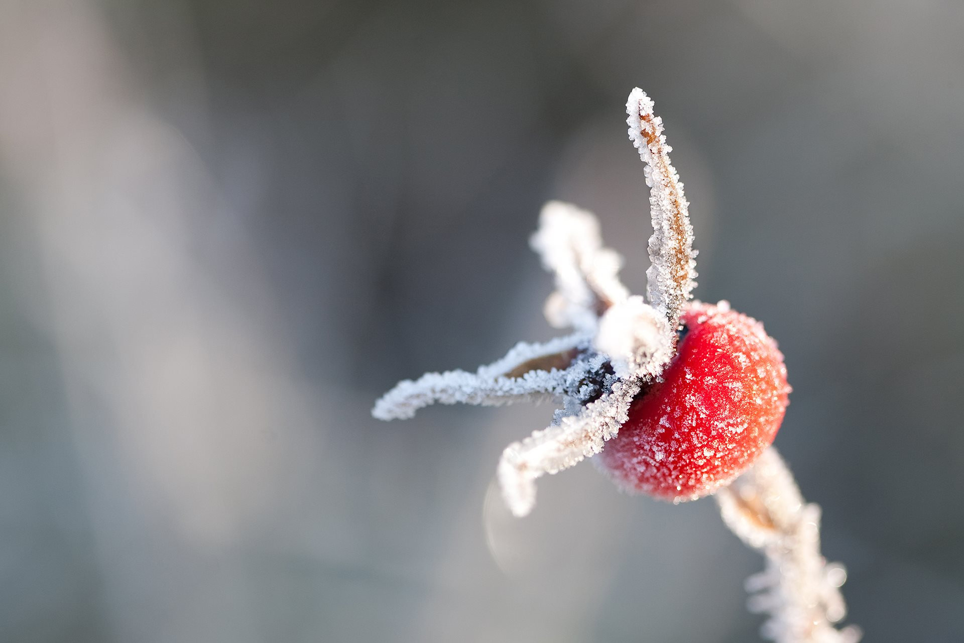 Frozen Rose