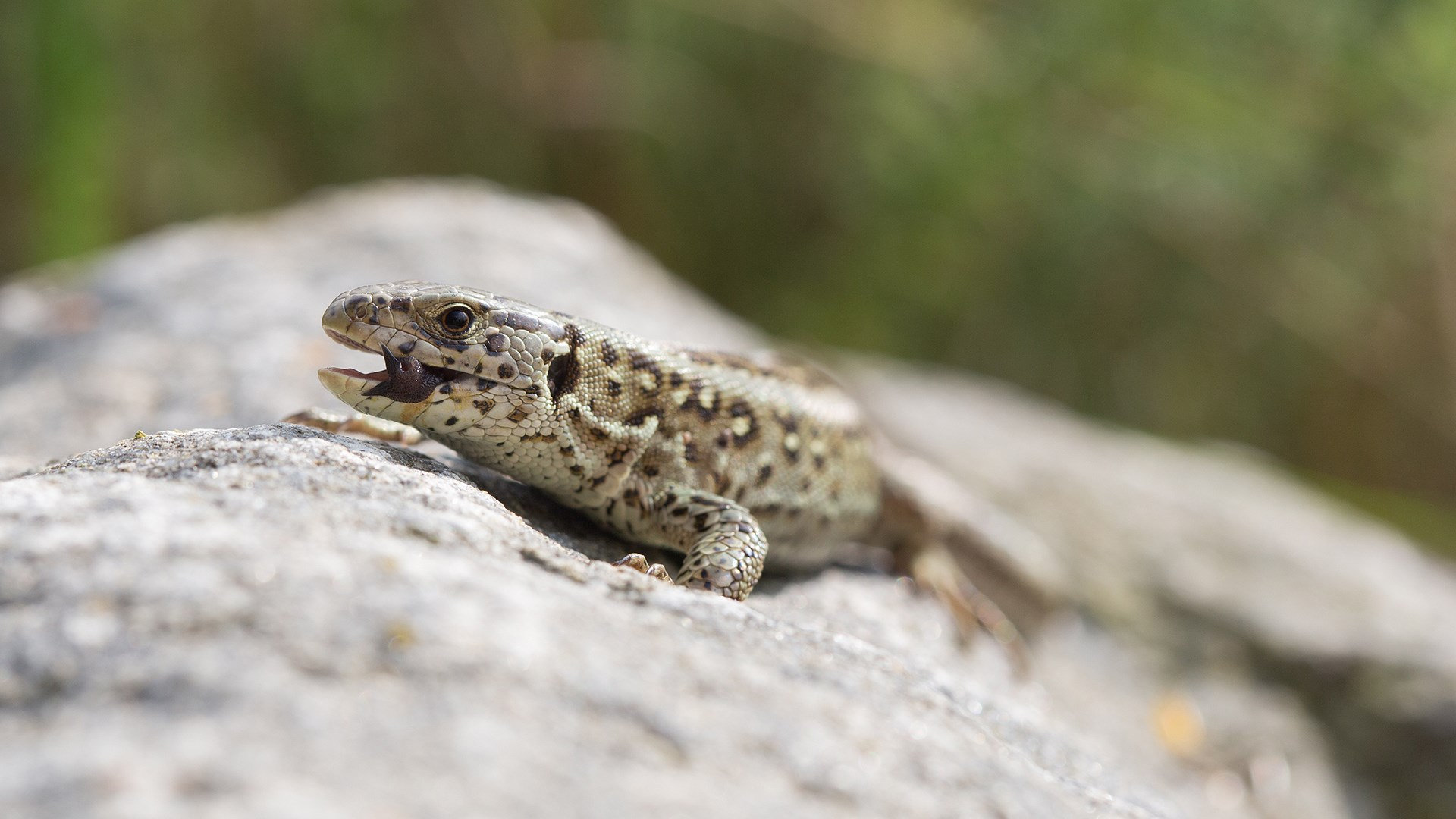 Sand Lizard